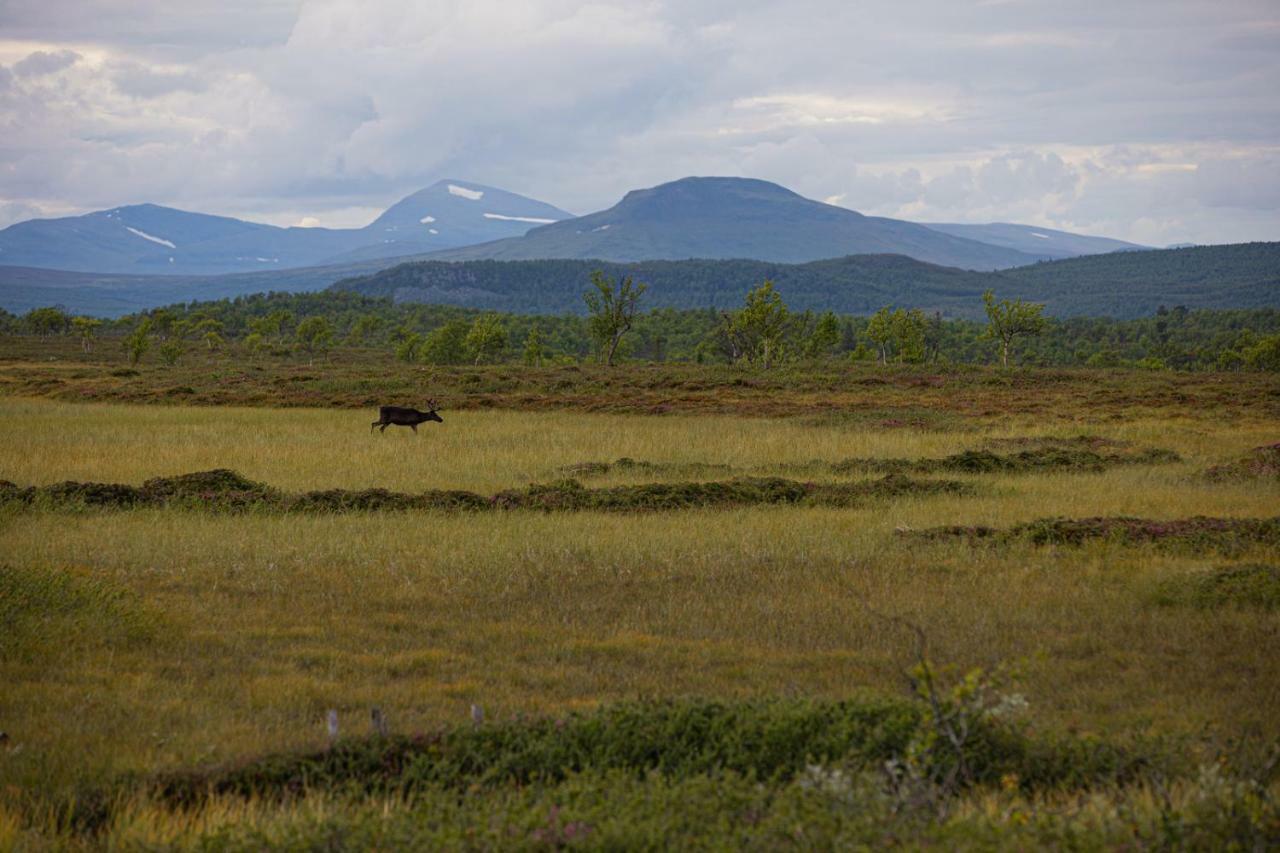 Skarvruets Hoegfjaellshotell Tänndalen Eksteriør bilde